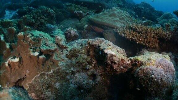 藏在珊瑚岩中的大石斑鱼