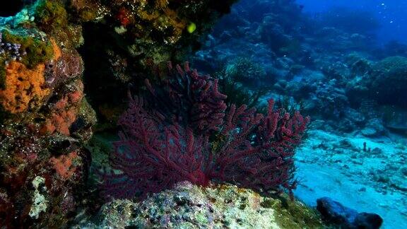 斐济彩虹礁上的红海扇子