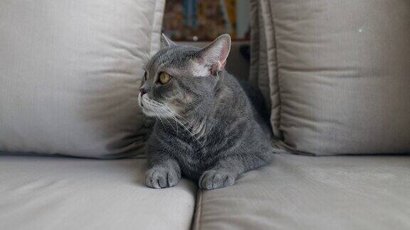 沙发上的一只猫