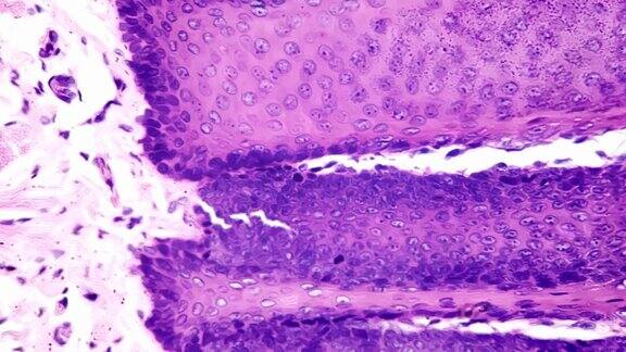 人舌纵切面400倍显微镜下显示丝状乳头