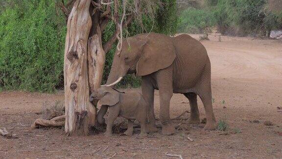 在桑布鲁成年非洲象和死树上的小象吃蚂蚁