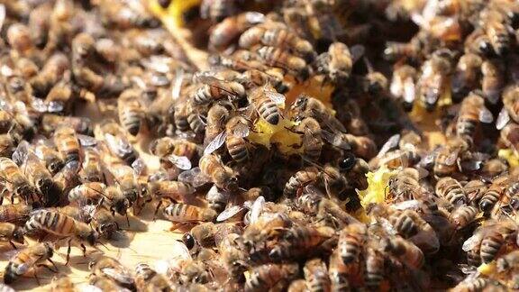 蜂房上的蜜蜂靠近