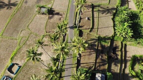 笔直地沿着两旁是棕榈树的路走下去