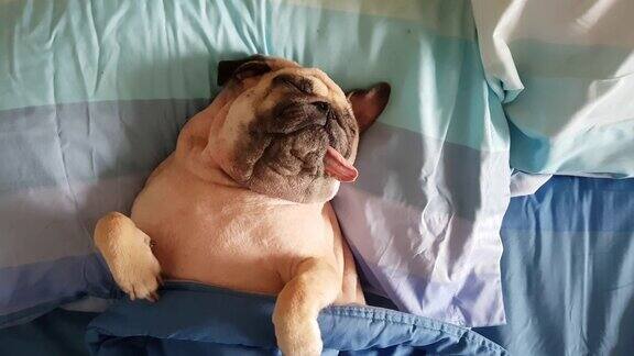 哈巴狗正在午睡躺在床上的枕头上休息舌头伸着看起来很滑稽