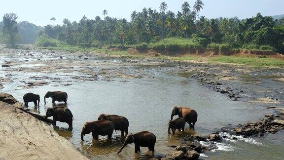 丛林河中的一群大象Pinnawala大象孤儿院斯里兰卡4K超高清