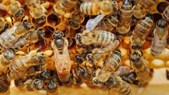 蜂王被蜜蜂包围着:它们供养和喂养蜜蜂