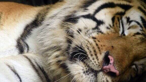 4K:老虎睡觉的特写