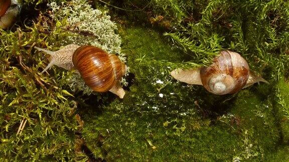 森林里的两只蜗牛