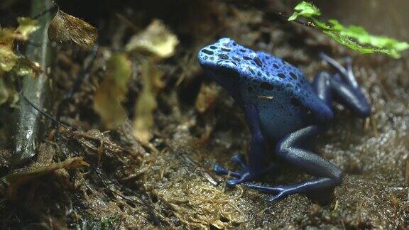 这是一只蓝色毒蛙的特写镜头