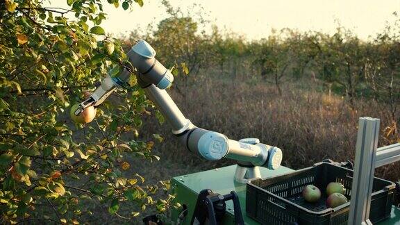 农业机器人用机械臂在果园里收割苹果