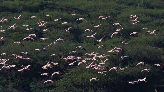 小火烈鸟小腓凤蝶飞行中的群在肯尼亚博戈里亚湖的殖民地实时4K