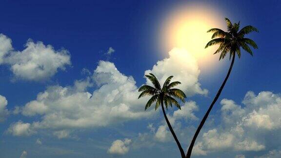 阳光和海边沙滩上的棕榈树延时拍摄