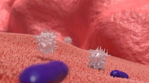 免疫细胞捕食侵入人体的细菌巨噬细胞白细胞