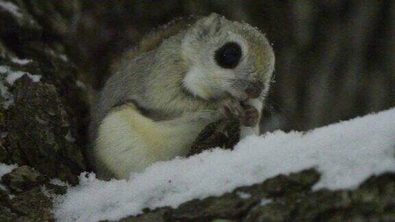 鼯鼠坐在积雪覆盖的树枝上吃着日本榆树的雄蕊