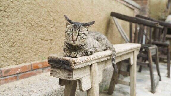 在旧木椅上休息的虎斑猫