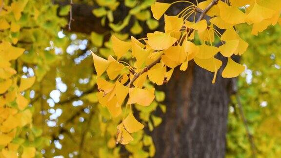 秋天银杏树美丽的黄色扇形叶子在微风中摇曳