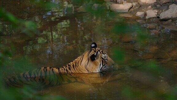 在慢镜头中一只美丽的孟加拉虎正在水坑里放松