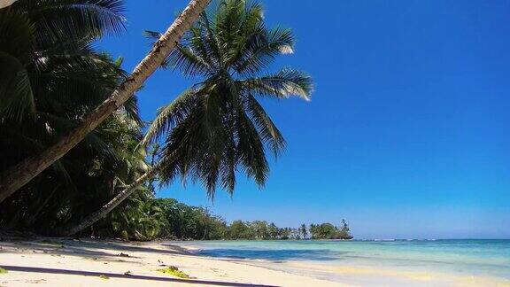 田园诗般的加勒比白色处女海滩水上有棕榈树