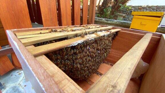 一个打开的蜂巢显示了许多工蜂在蜂巢上
