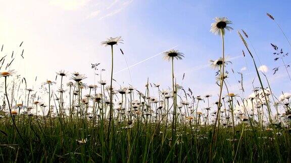 春风中草地上盛开着白花或雏菊