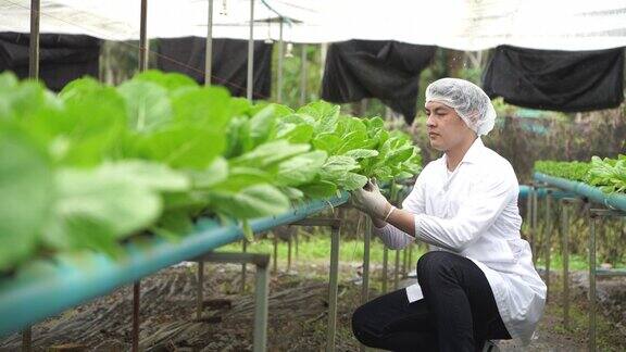 亚洲男性科学家使用设备和数字平板电脑在温室实验中检查有机蔬菜水培实验的质量和数量结果