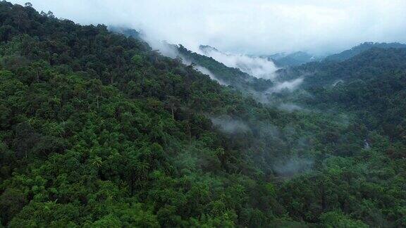 4k鸟瞰图和移动摄影在考索国家公园薄雾热带雨林