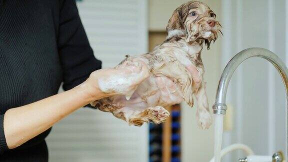 那位妇女给小狗涂上香波然后彻底清洗照顾一只可爱的小狗