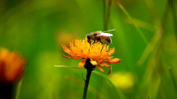 高山草甸黄蜂从高山绉花收集花蜜