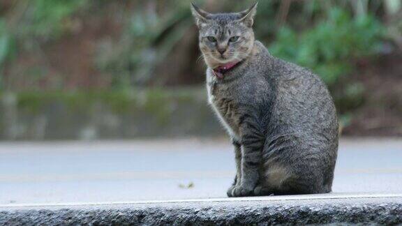 猫坐在路上准备走路