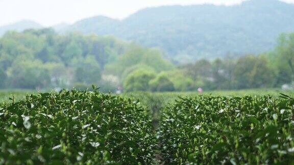 中国的茶叶种植园