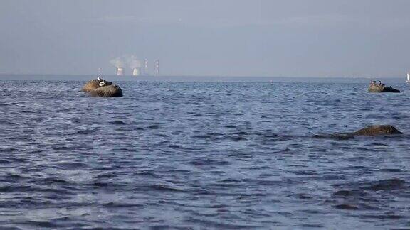 海鸥栖息在海岸边的石头上背景是火电厂的管道芬兰的海湾圣彼得堡