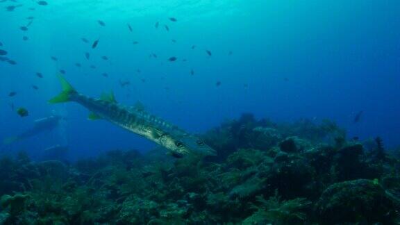 黄尾梭鱼珊瑚礁海底