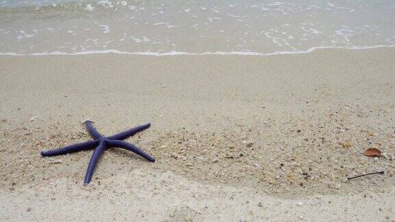 蓝色的海星躺在沙滩上4k的海浪