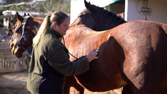 年轻的兽医正在对一匹小马进行检查