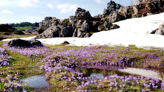 长满紫色番红花的高草地