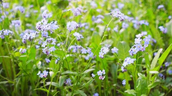 美丽的蓝色野花