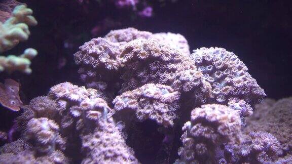 粉色粗声粗气地说珊瑚
