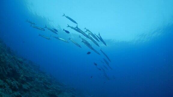 在海底成群的梭鱼