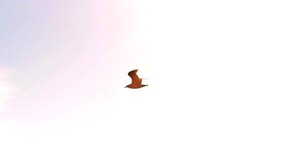 翱翔的鸟稳定跟踪射击鸟在飞行中飞翔的鸟在天空