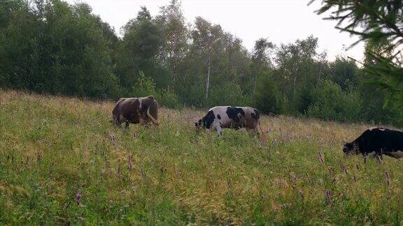 三头牛在牧场吃草