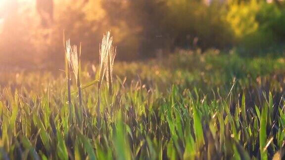 在温暖的春天傍晚小麦茎秆从田地里伸出来随风摇曳夕阳闪烁