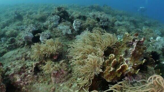 潜水在海底软珊瑚礁台湾