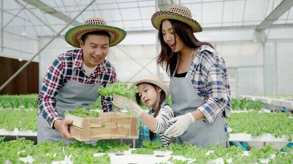 亚洲蔬菜花园家庭正在收集有机绿色橡木蔬菜他们是水培在温室中生长