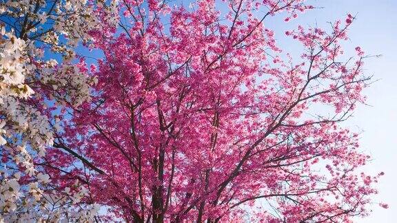 粉红色的樱桃树开花了