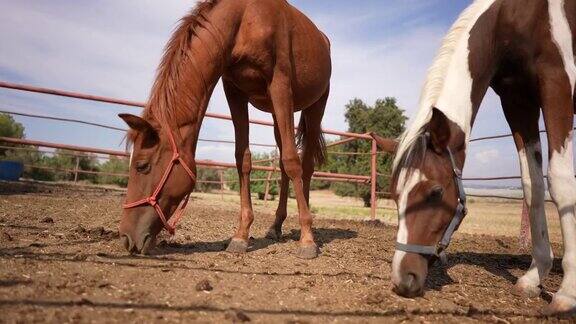 马在农场谷仓前的栅栏里吃东西