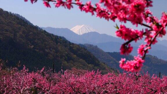 山梨县福福市富士山桃花盛开