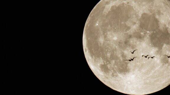 4K-一群鸟在夜晚飞行的背景下月亮