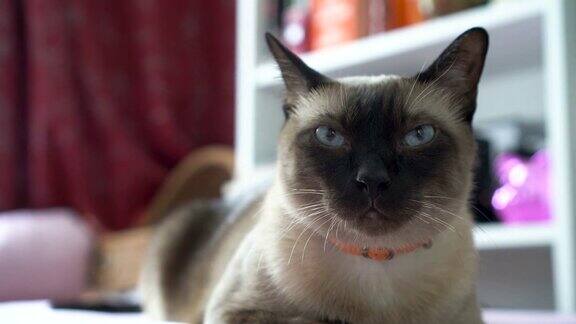 暹罗猫坐在家里皱眉和生气的脸
