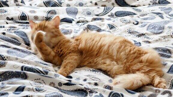 可爱的姜黄色的猫躺在床上毛茸茸的宠物正在舔爪子准备睡觉舒适的家庭背景