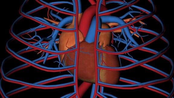 心脏、腔静脉和主动脉旋转